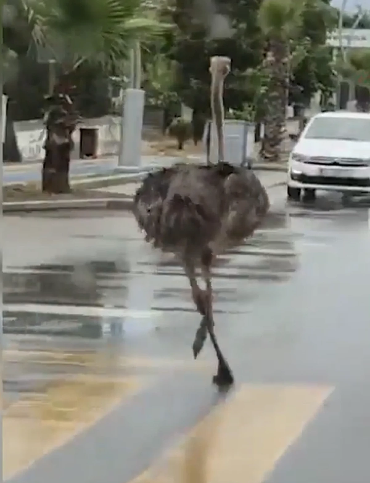 Şile'de hayvanat bah&ccedil;esinden ka&ccedil;an deve kuşu ortalığı birbirine kattı