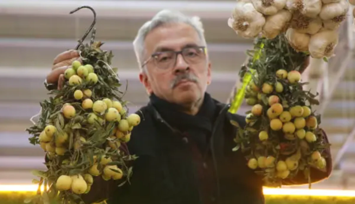 Sivas'ta 2 yılda bir hasat edilen ilgin&ccedil; meyve t&uuml;ketilmeden &ouml;nce &ccedil;&uuml;r&uuml;meye bırakılıyor