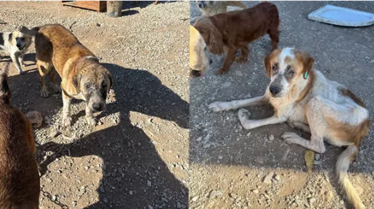 Skandal g&ouml;r&uuml;nt&uuml; Denizli'den!                