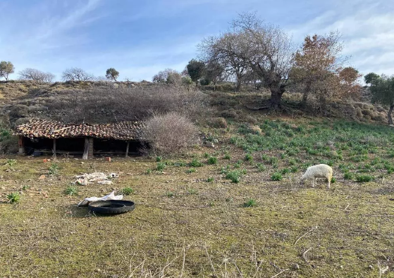 Sokak köpekleri yavru kuzuları parçaladı 