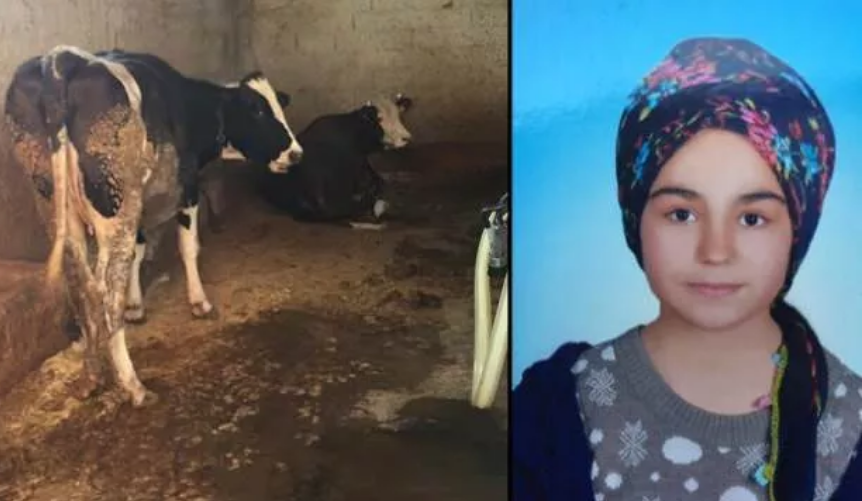 Süt sağmak isteyen liseli kızın feci ölümü              