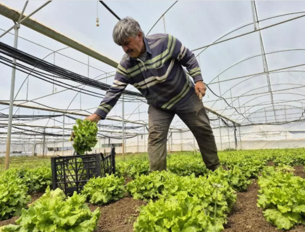 Tarlada 15, tezgahta 100 TL                       