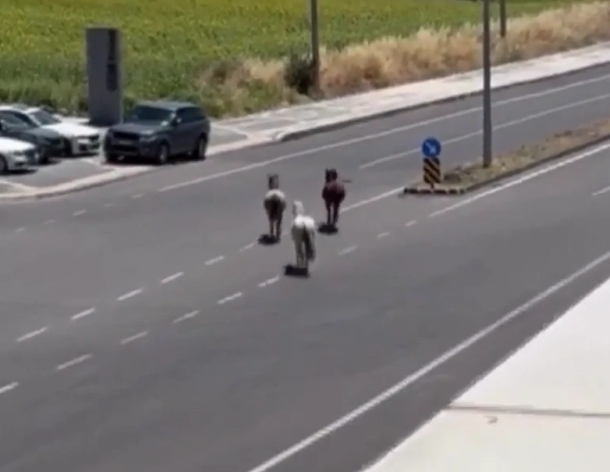 Tekirdağ'da başıboş atlar kazaya davetiye &ccedil;ıkardı