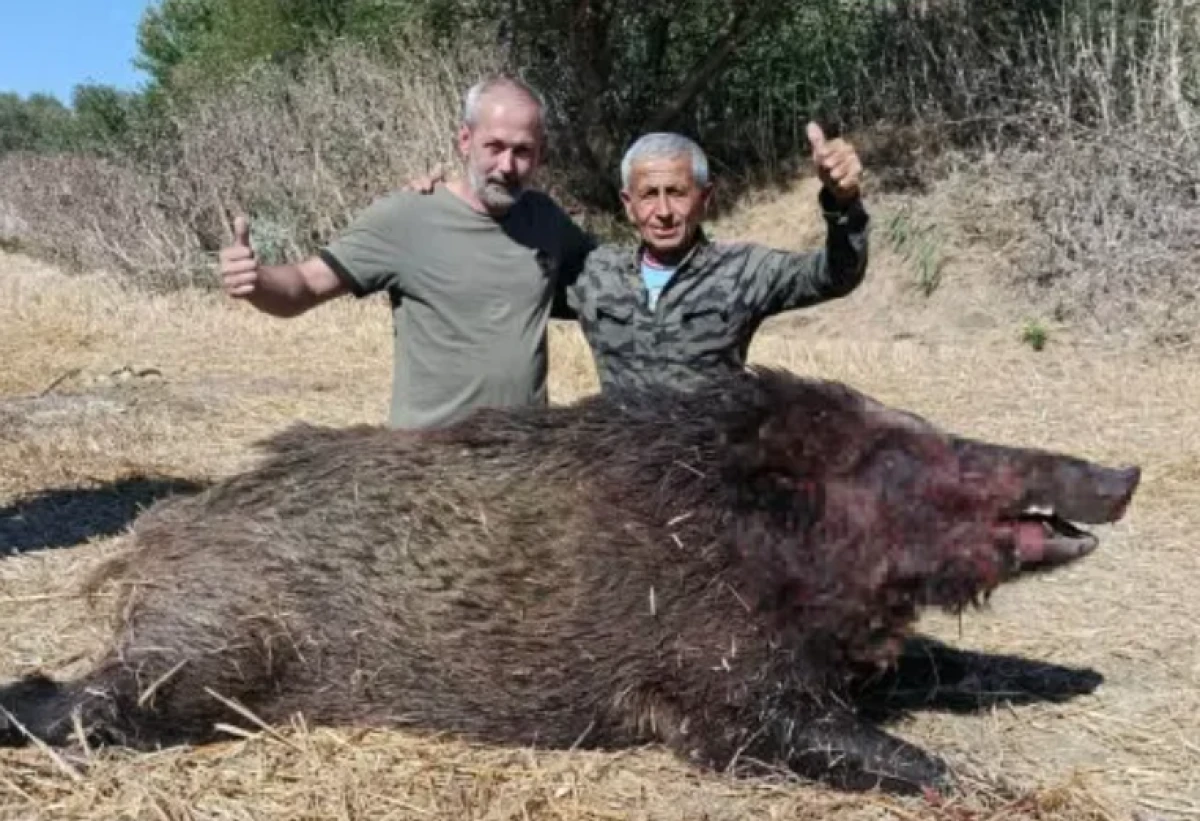 Tekirdağ'da dev domuz avladılar! Kilosunu duyan inanamadı