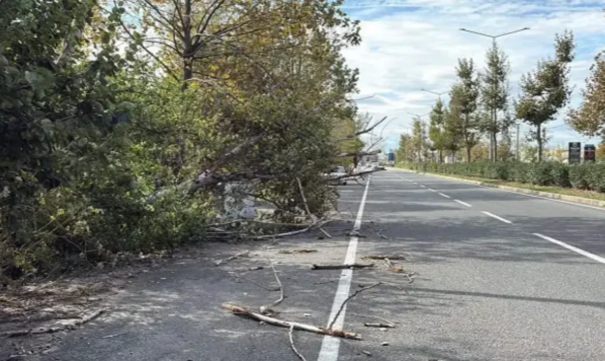 Tekirdağ'da fırtına! Ağa&ccedil; ve telefon direği devrildi