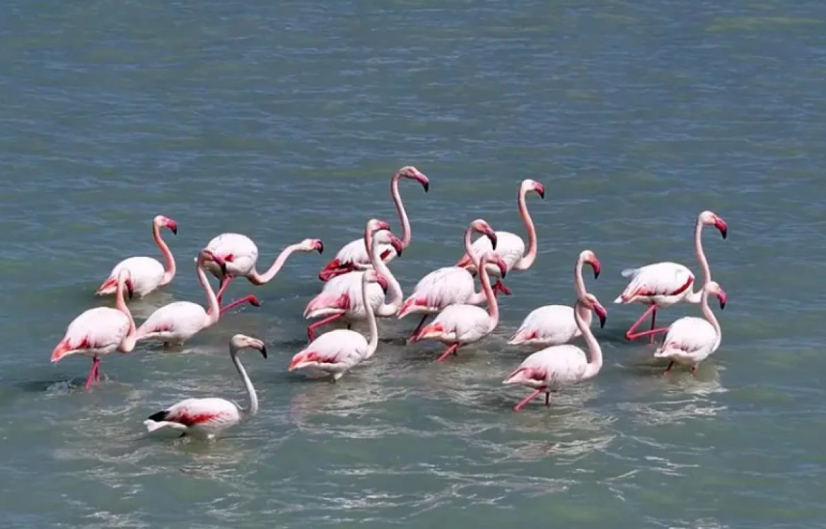 Tekrardan su tutan Seyfe G&ouml;l&uuml; Kuş Cenneti, zarif konuklarıyla şenlendi