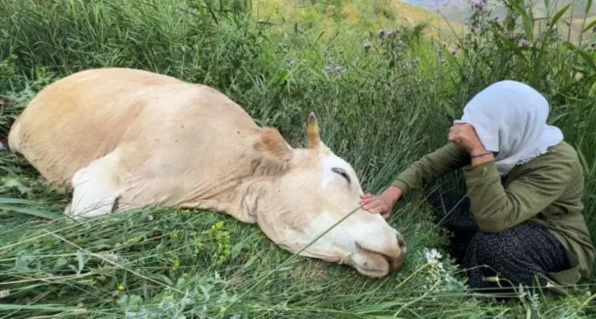 Telef olan ineğine sarılıp saatlerce ağlamıştı! Sevince boğan gelişme