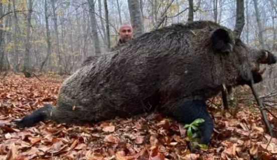 Tokat’ta avcılar 459 kilo ağırlığında domuz avladı 