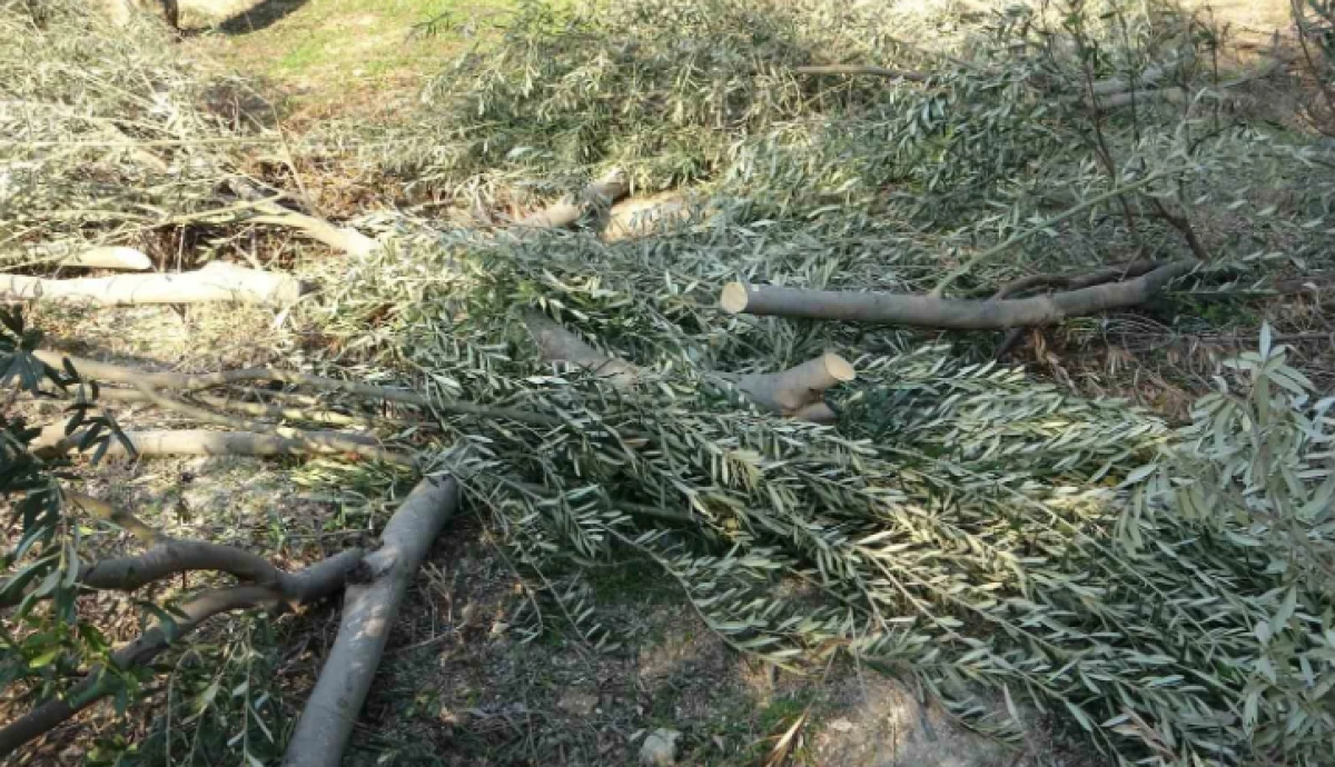 Toroslar Belediyesi resmen ağa&ccedil; katliamı yapıyor   