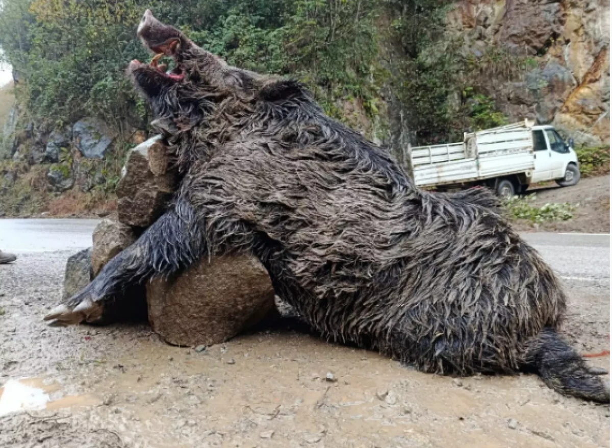 Trabzon'da avladılar! Cüsseleri korkutucu büyüklükte 