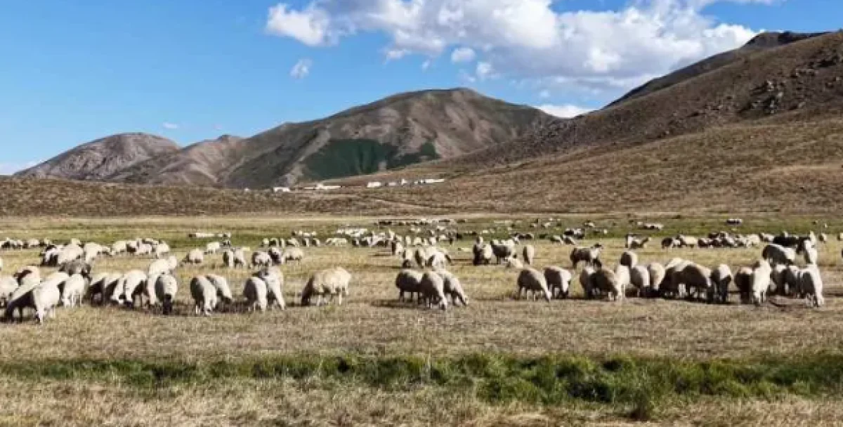 Tunceli'de &ccedil;oban sıkıntısı! 150 bin TL maaşa &ccedil;alışan yok
