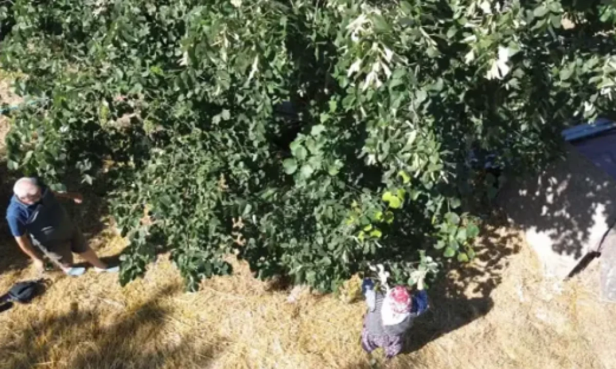 T&uuml;rkiye'de yetişiyor, t&uuml;m d&uuml;nya peşinde! Kilosu 5 bin lira