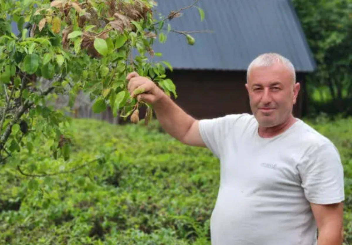 Vampir kelebek ve kahverengi kokarcanın ardından Doğu Karadeniz&rsquo;de yeni alarm!