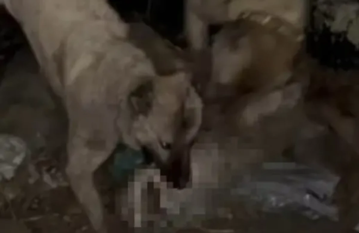 Van'da 2 kangal, ağıla giren kurdu telef etti