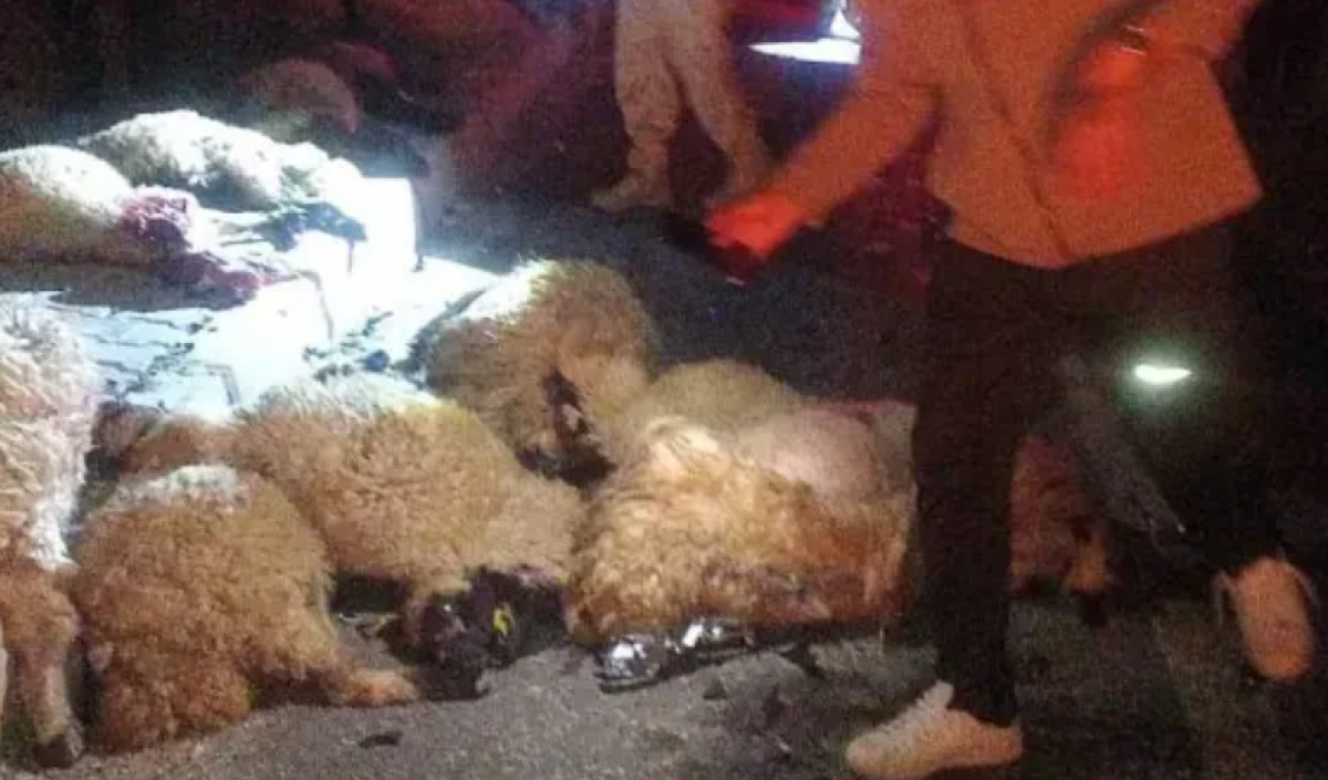 Van'da besiciyi perişan eden kaza: 17 koyun telef oldu