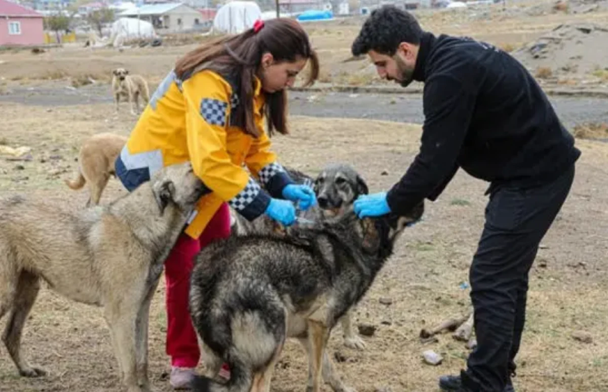 Van'da kuduz alarmı! 7 mahalle karantinaya alındı
