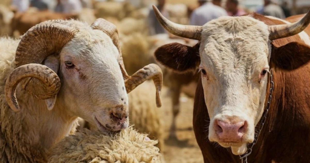 Vekalet yoluyla kurban kesim bedelleri a&ccedil;ıklandı! İşte rakamlar