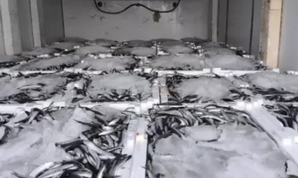 Yakaladığı 290 kasa balığın sevinci kursağında kaldı      