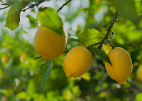 Yasaklı madde tespit edilen limonlarla ilgili soruşturma başlatıldı 