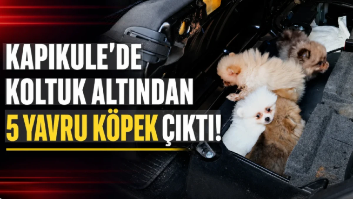 Yavru Pomeranian k&ouml;pekleri koltuğun altından &ccedil;ıktı