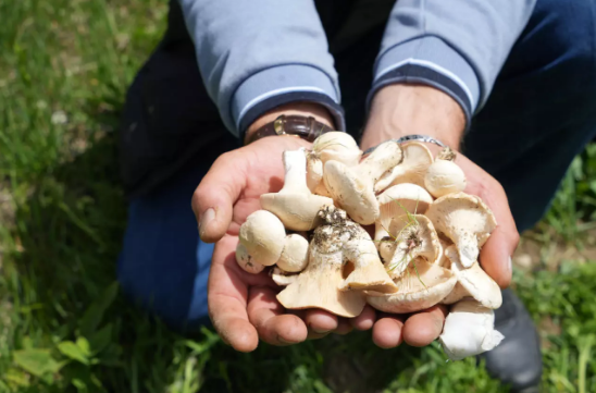 Yedikleri mantar sonları oluyordu                  