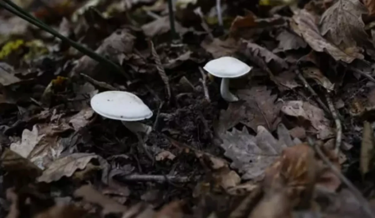 Yedikleri mantardan zehirlenen 7 kişi hastaneye kaldırıldı!