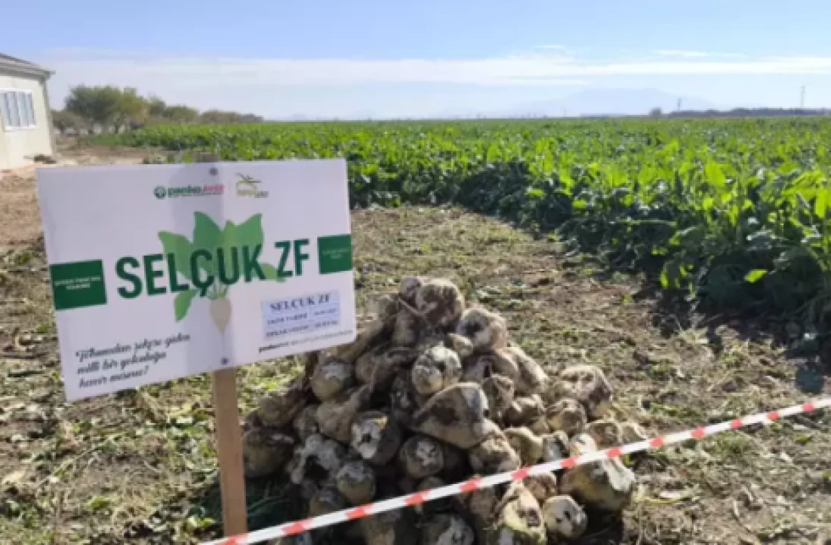 Yerli hibrit şeker pancarı ticarileşti: İhracat talepleri yağıyor    