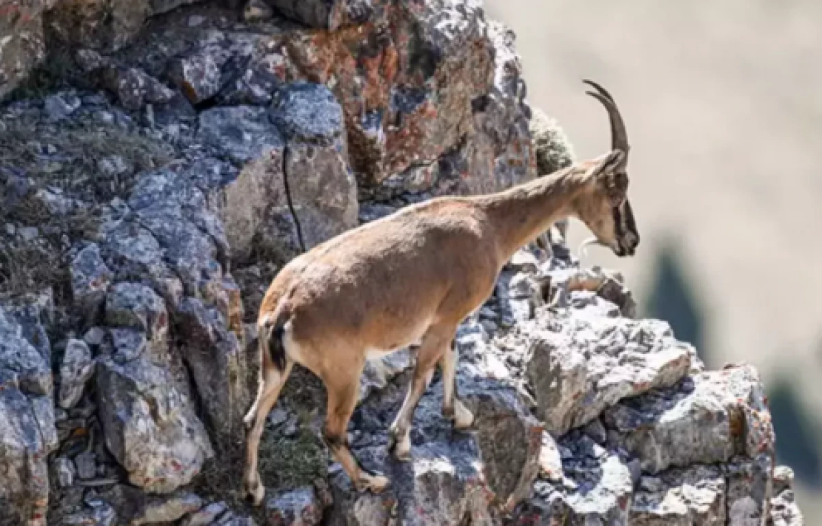 Yılda bir yavru doğuruyor         