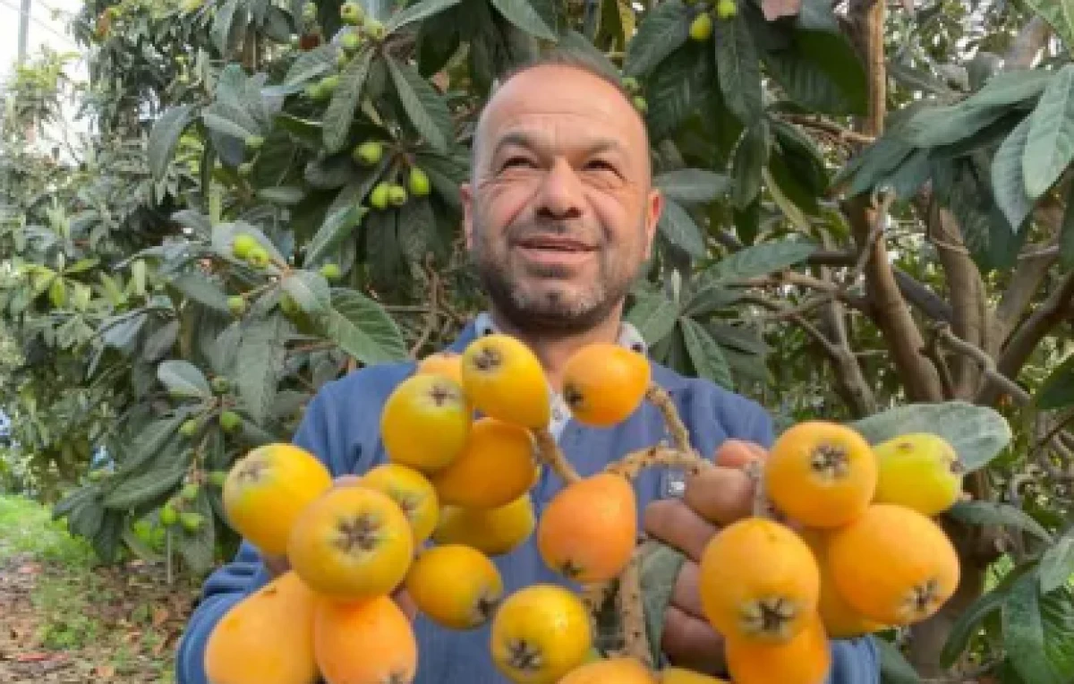 Yılın ilk yenid&uuml;nya hasadı yapıldı                      