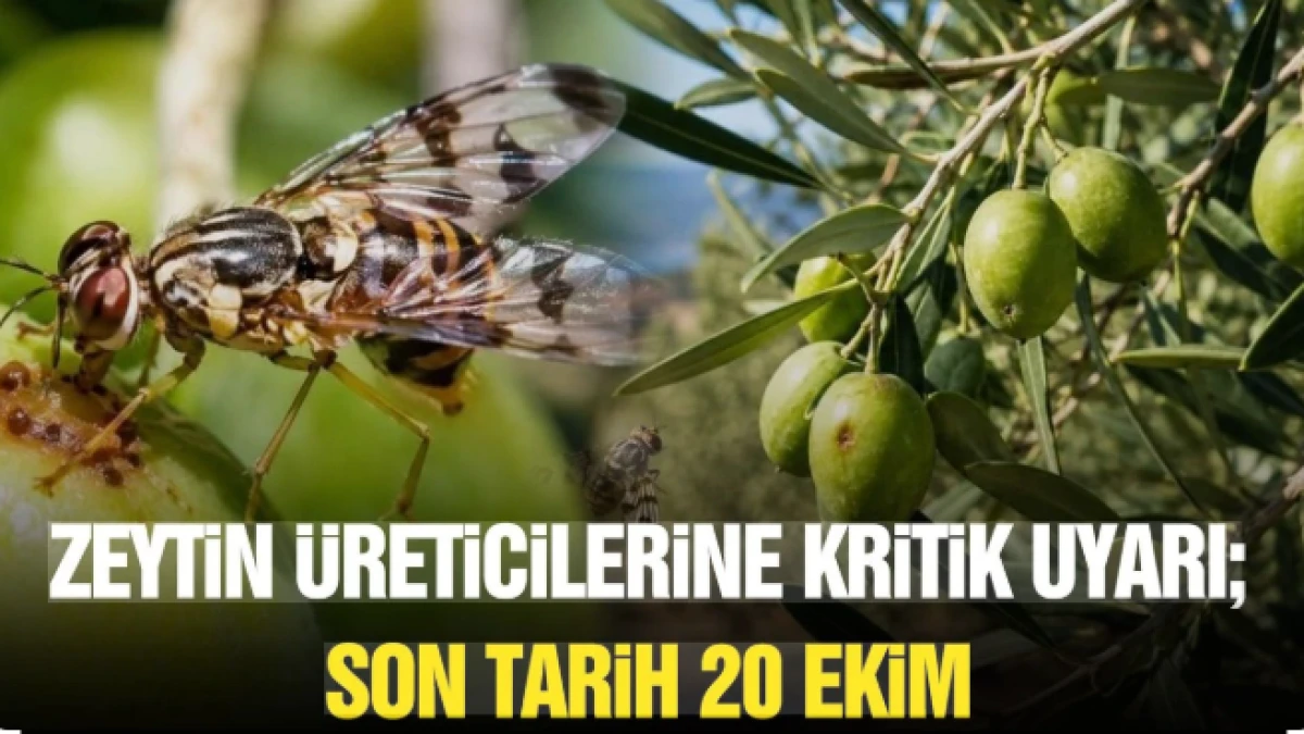 Zeytin &uuml;reticilerine kritik uyarı! Son tarih 20 Ekim!
