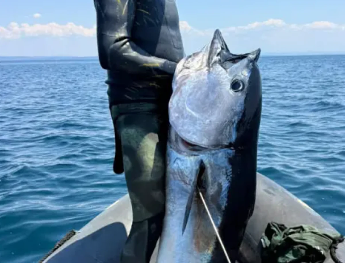 Zıpkınla boyundan b&uuml;y&uuml;k mavi y&uuml;zge&ccedil;li orkinos avladı